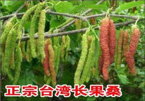泸州先氏果树种植基地-