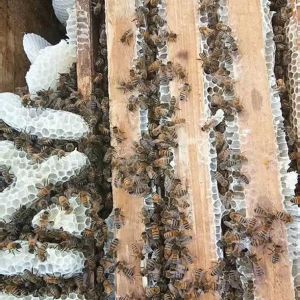 泸州纯天然蜂蜜-