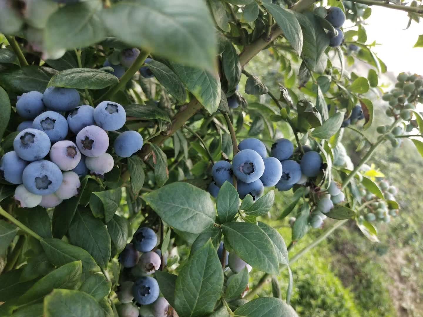 泸州三道门蓝莓园