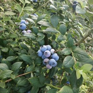泸州三道门蓝莓园-