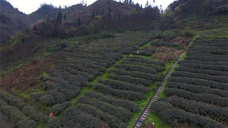 叙永高山生态茶场