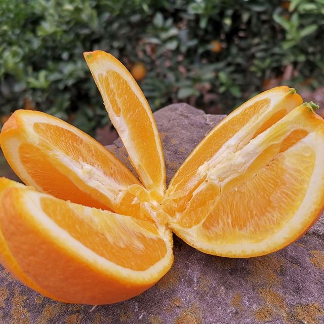 古蔺马蹄甜橙-