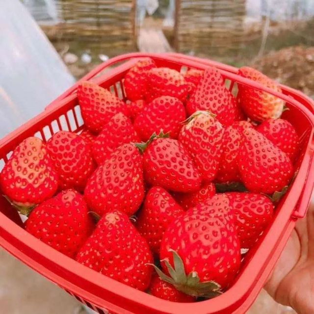 梨花源农场草莓熟了,送货到小区-